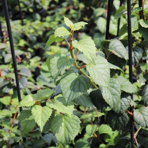 Schizophragma hydrangeoides