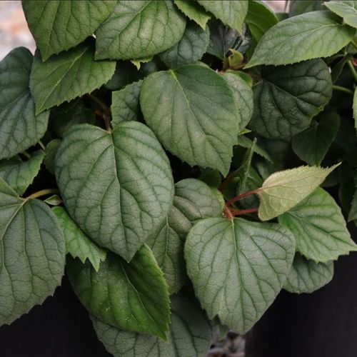 Schizophragma hydrangeoides