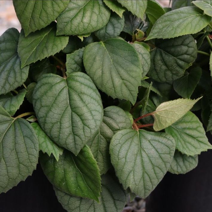 Schizophragma hydrangeoides