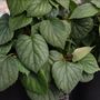 Schizophragma hydrangeoides