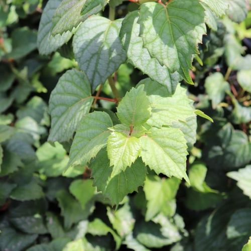 Schizophragma hydrangeoides