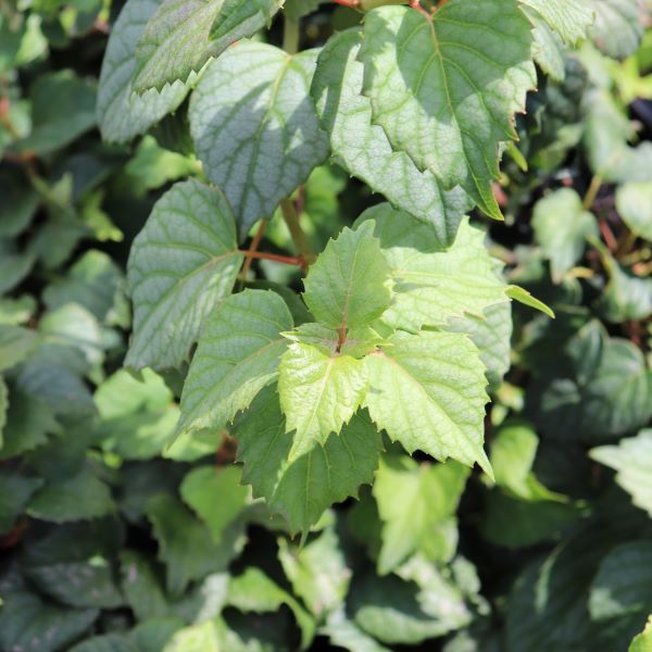 Schizophragma hydrangeoides