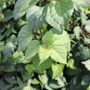 Schizophragma hydrangeoides
