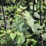 Schizophragma hydrangeoides