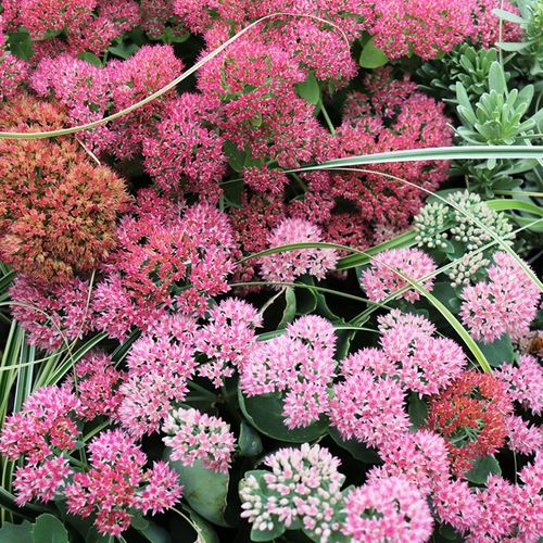 Sedum telephium 'Autumn Joy'