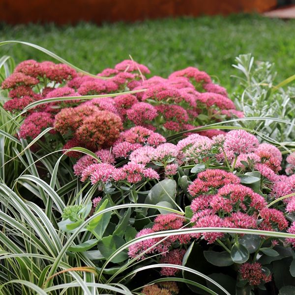 Sedum telephium 'Autumn Joy'