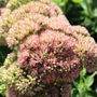 Sedum telephium 'Autumn Joy'