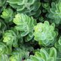 Sedum telephium 'Autumn Joy'