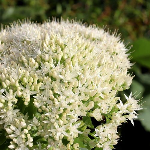 Sedum spectabile 'Iceberg'