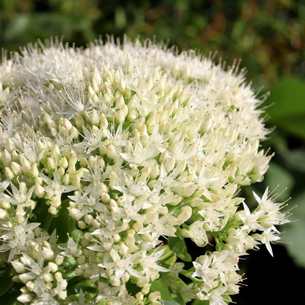 Sedum spectabile 'Iceberg'