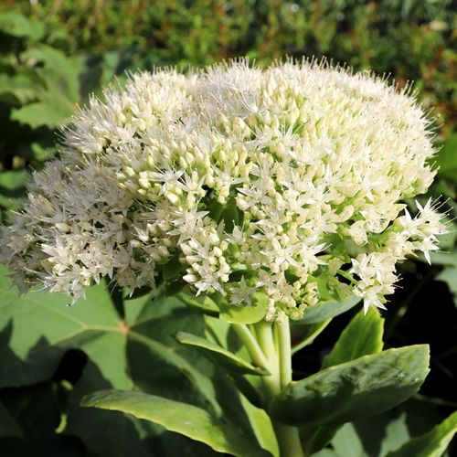 Sedum spectabile 'Iceberg'