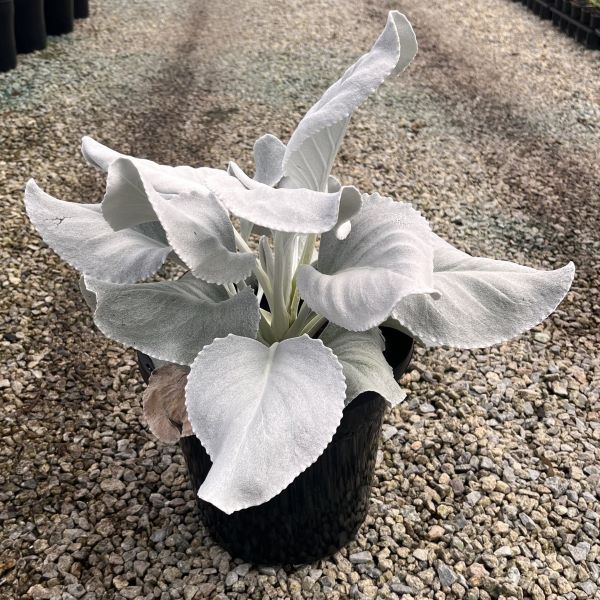 Senecio candicans