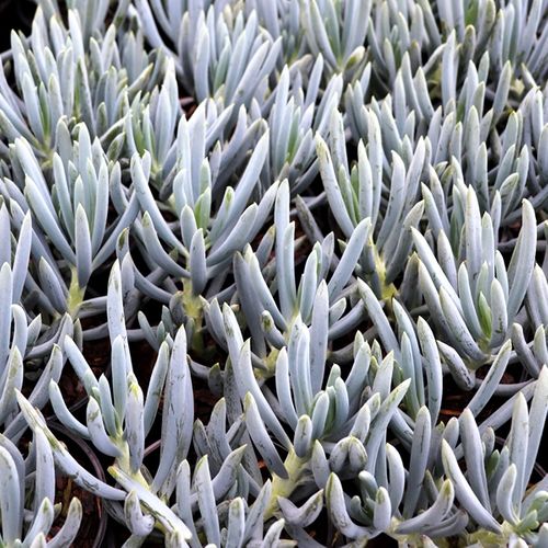 Senecio serpens