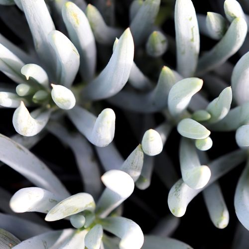 Senecio serpens