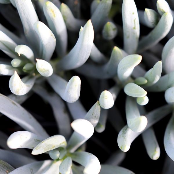 Senecio serpens