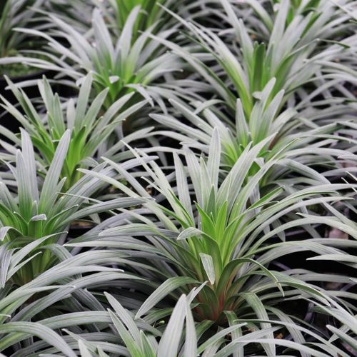 Stylidium armeria 'Raptor Pink'