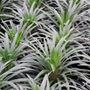Stylidium armeria 'Raptor Pink'