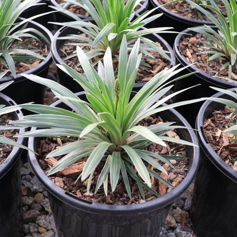 Stylidium graminifolium 'Pinkasaurus'