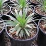 Stylidium graminifolium 'Pinkasaurus'