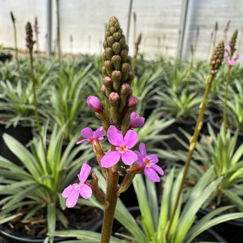 Stylidium graminifolium 'Pinkasaurus'