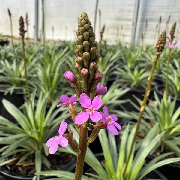 Stylidium graminifolium 'Pinkasaurus'