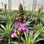 Stylidium graminifolium 'Pinkasaurus'