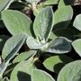 Stachys byzantina 'Big Ears'