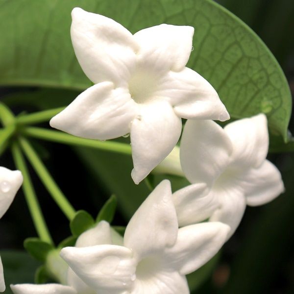 Stephanotis floribunda