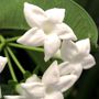 Stephanotis floribunda