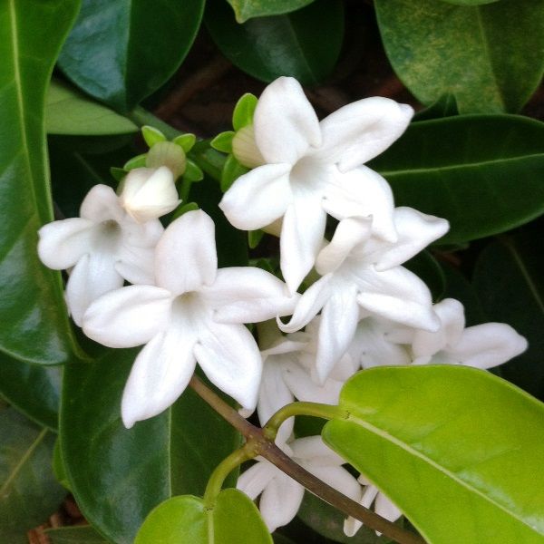 Stephanotis floribunda