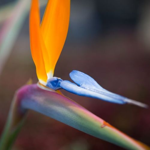 Strelitzia reginae