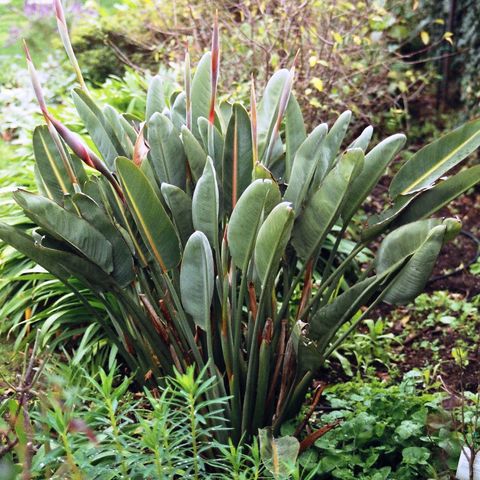 Strelitzia reginae