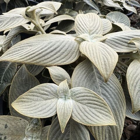 Strobilanthes gossypinus