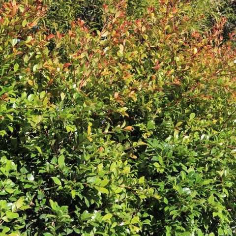 Syzygium australe 'Backyard Bliss' pbr