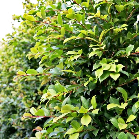 Syzygium australe 'Backyard Bliss' pbr - Warners Nurseries