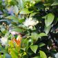 Syzygium australe 'Backyard Bliss' pbr
