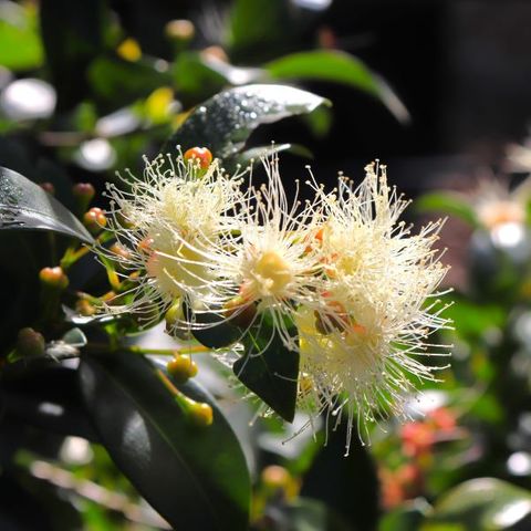 Syzygium australe 'Backyard Bliss' pbr