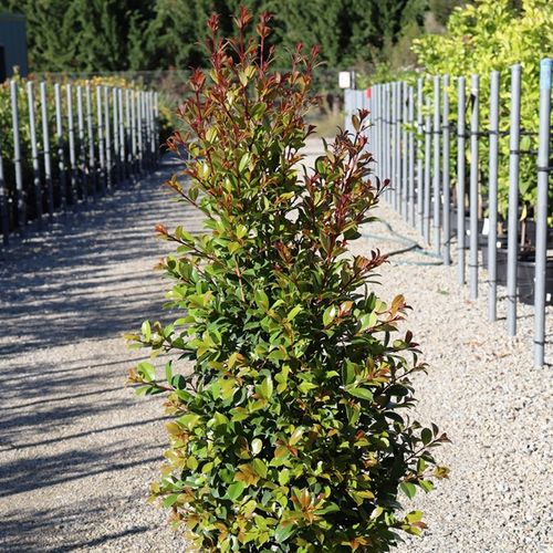 Syzygium australe 'Backyard Bliss' pbr