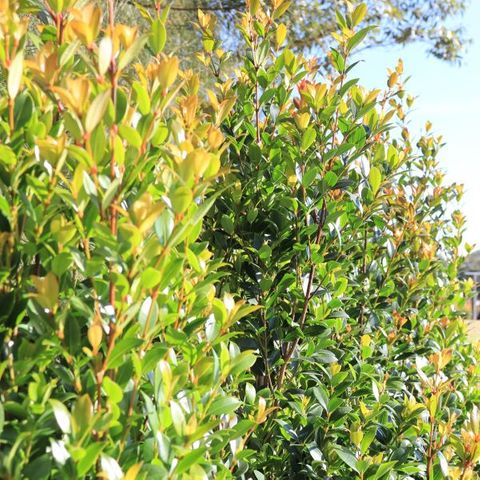 Syzygium australe 'Hinterland Gold'