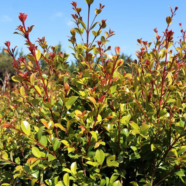 Syzygium australe 'Hinterland Gold'