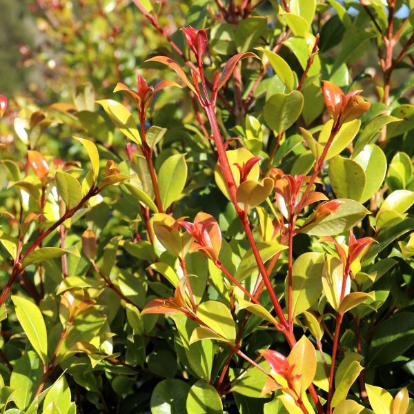 Syzygium australe 'Hinterland Gold'