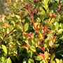 Syzygium australe 'Hinterland Gold'