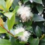 Syzygium australe 'Hinterland Gold'