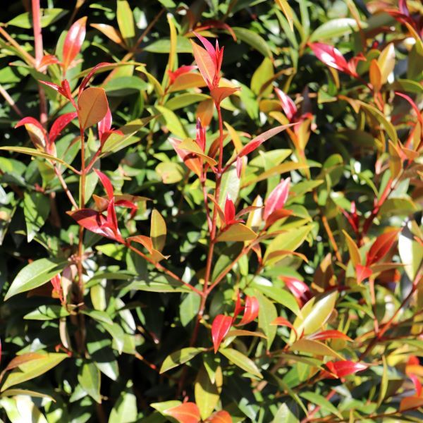 Syzygium australe 'Up and Away' pbr