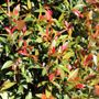 Syzygium australe 'Up and Away' pbr