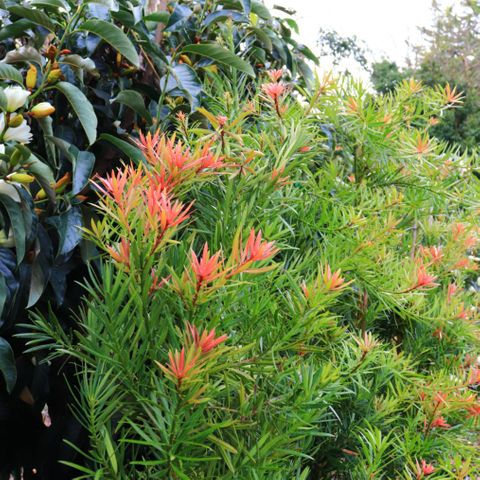 Podocarpus macrophyllus 'Mood Ring' pbr