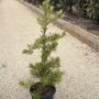 Podocarpus macrophyllus 'Mood Ring' pbr