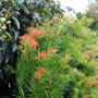 Podocarpus macrophyllus 'Mood Ring' pbr