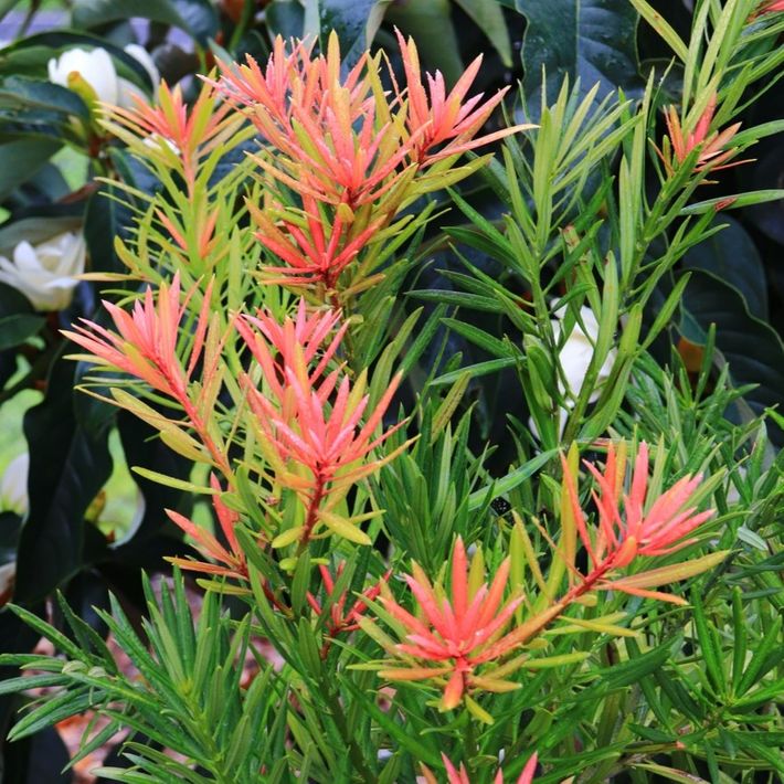 Podocarpus macrophyllus 'Mood Ring' pbr