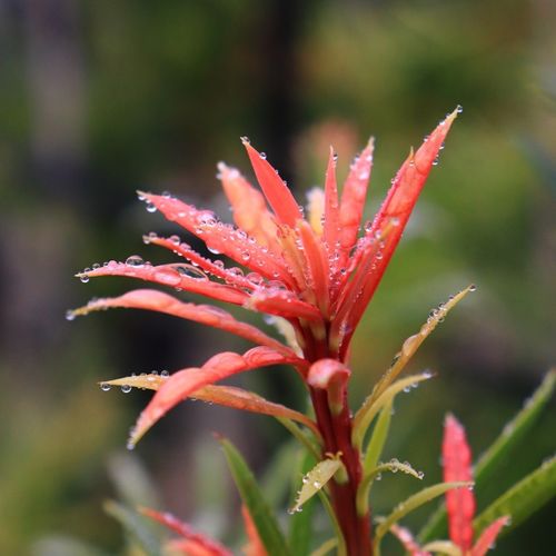 Podocarpus macrophyllus 'Mood Ring' pbr